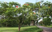 Tree with pods & flowers in Kolkata, West Bengal, الهند.