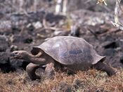 25-san-cristobal-tortoise.jpg
