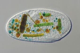This ciliate is digesting cyanobacteria. The mouth is at the bottom right.