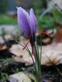 The crocus sativus flower, showing the tiny stigmas used to make saffron.