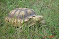 Young (3.5 years) Sulcata tortoise Geochelone sulcata