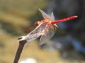 Scarlet percher (Diplacodes haematodes), Queensland, Australia