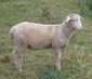 Ewe lamb, Columbia breed.jpg