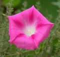 A fully open pink morning glory