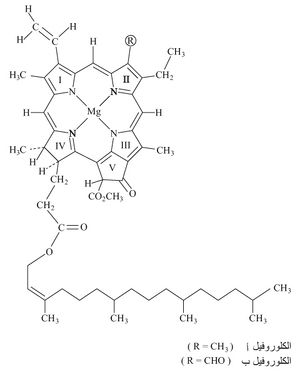 الكلوروفيل.jpg