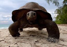 Aldabra_giant_tortoise_2