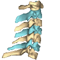 Shape of cervical vertebrae (shown in blue and yellow). Animation.