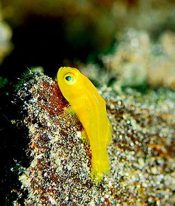 Among goby species, small coral reef-dwelling fishes, is the world's shortest lived vertebrate, the seven-figure pygmy goby, which lives for less than 60 days.[1]