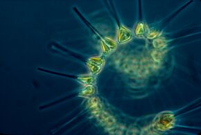Colonial phytoplankton
