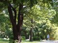 الحديقة النباتية في جامعة ڤيينا.