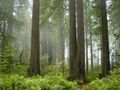Fog permeates through the trees in Redwood National and State Parks