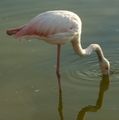 A Flamingo from Antalya region, إيطاليا