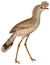 Cariama cristata 1838 white background.jpg