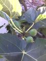 Leaves and green fruit on common fig tree