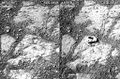 "Pinnacle Island" rock - "mysterious" appearance imaged by Opportunity (January 17, 2014).[1][2]
