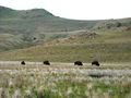 A small group of bison at Antelope Island State Park surrounded by the Great Salt Lake in Utah
