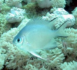 Most coral reef fish have spines in their fins like this damselfish.