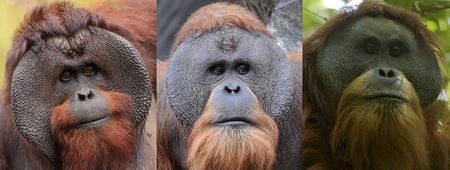 Head shots of male Bornean, Sumatran and Tapanuli orangutans