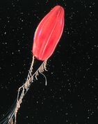Deep-sea ctenophore trailing tentacles studded with tentilla (sub-tentacles)
