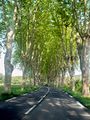 Provençal country road lined with plane trees