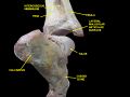 Ankle joint. Bones of foot.Deep dissection.