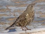 Turdus viscivorus in Baikonur-town 001.jpg