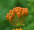 buds of the butterfly weed, or asclepias tuberosa