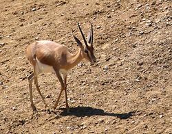Gazella-dorcas.jpg
