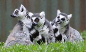 Three medium-sized, prosimian primates with long striped tails, long snout, and a raccoon-like face (Ring-tailed lemurs) sit huddled together in the grass