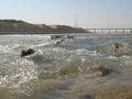 مياه نهر الفرات الصافية عند مدينة راوة ويظهر جسر راوة من بعيد