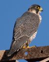 Falco pelegrinoides 3.jpg
