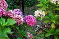 Pink hydrangea flowers.