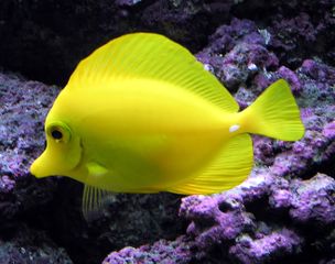 The usually placid yellow tang can erect spines in its tail and slash at its opponent with rapid sideways movements.