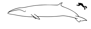 Sei whale size.svg