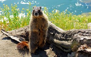 Yellow bellied marmot