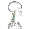 Cervical vertebrae, lateral view (shown in blue and yellow).