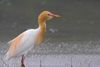 Red-flush Cattle Egret.jpg