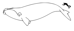Right whale size.svg