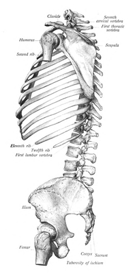 صورة من الاتجاهين للهيكل العظمي المحوري مقسوم من المنتصف. تظهر الصورة مناطق ارتباطه بالحوض ولا تظهر الجمجمة. من أطلس سبوتا للتشريح البشري، 1909.