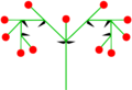 Homeothetic compound raceme