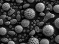 An SEM image of various types of pollen.