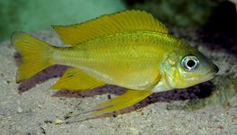 Ectodini (E): Ophthalmotilapia nasuta (male) is sexually dimorphic, males being more colorful with longer fins and nose[48]