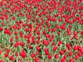 Field of red tulips, Floriade, Canberra