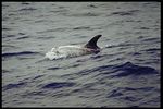 Rissos dolphin.jpg