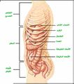 تصغير للنسخة بتاريخ 19:32، 17 مارس 2009