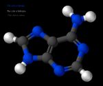 Adenine 3D Ball-and-stick Model.JPG