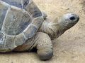 Aldabra giant tortoise Geochelone gigantea