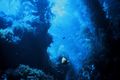 An underwater shot of a Kelp forest.