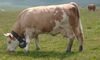 Simmentaler Fleckvieh.jpg