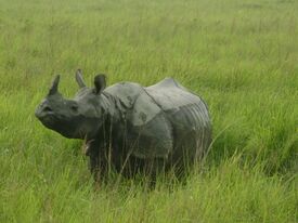 Indian Rhino of Assam, Kaziranga National Park.jpg